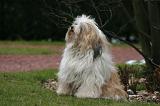 TERRIER DU TIBET 374
